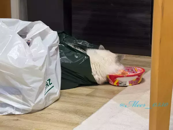 「床に置いていた『カップ焼きそば』が…「自由すぎて大爆笑！」」の画像