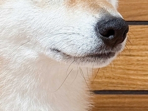 真剣な顔をする柴犬　見ていたものが？「この日は散歩に…」_