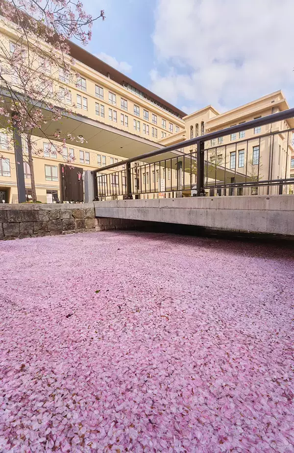 「小学校前に出現した『花いかだ』　美しすぎる光景に「いいな」「通いたい！」」の画像