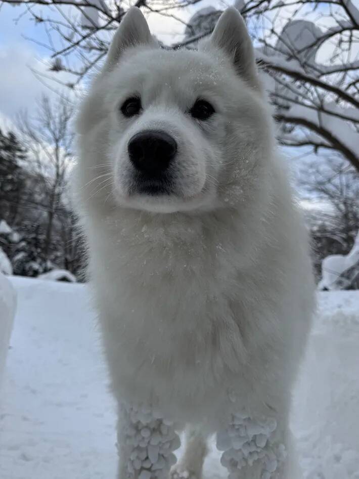 こんな風になるのか！　ドッグランで遊んだ愛犬、脚に付いていたものがこちら