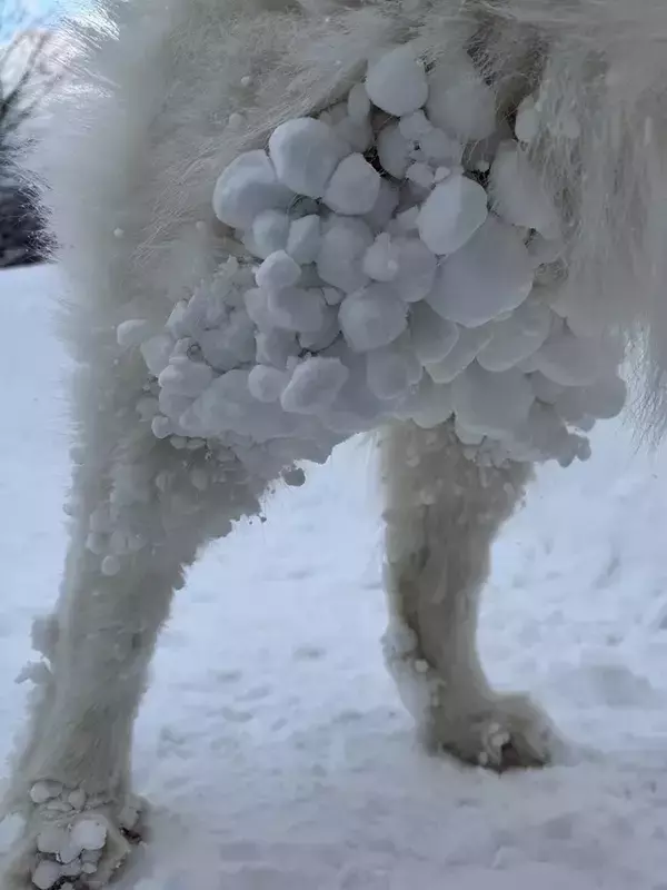 「こんな風になるのか！　ドッグランで遊んだ愛犬、脚に付いていたものがこちら」の画像