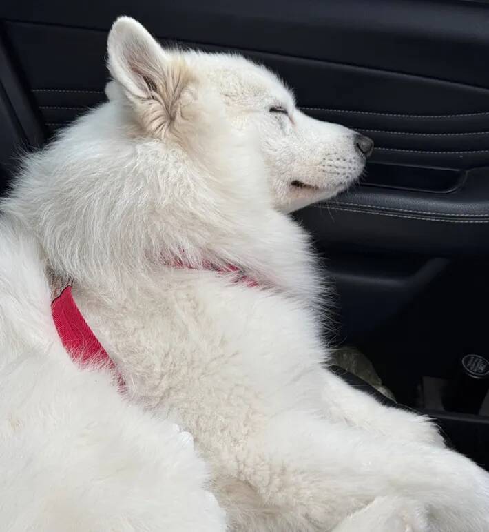 こんな風になるのか！　ドッグランで遊んだ愛犬、脚に付いていたものがこちら