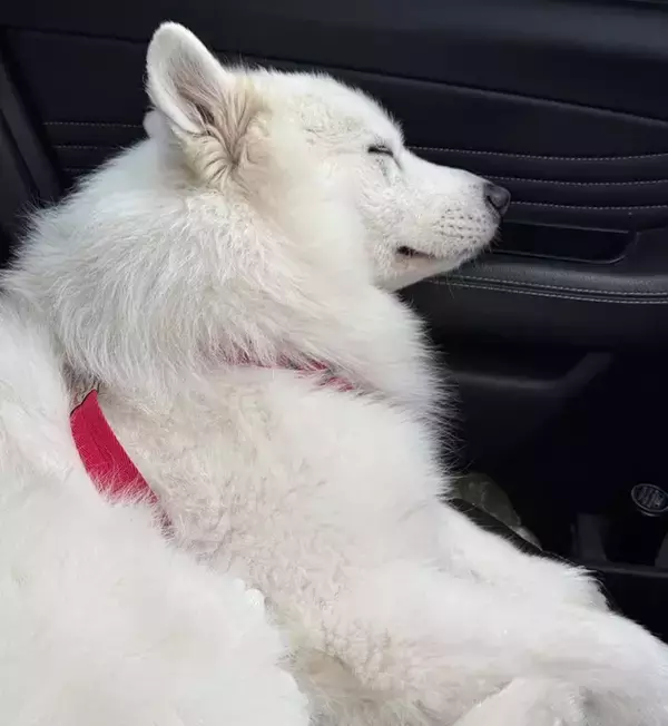 「こんな風になるのか！　ドッグランで遊んだ愛犬、脚に付いていたものがこちら」の画像