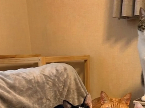 「AI画像かと思った…！」　飼い主が目撃した6匹の猫の密談、漂う異様な緊迫感が？