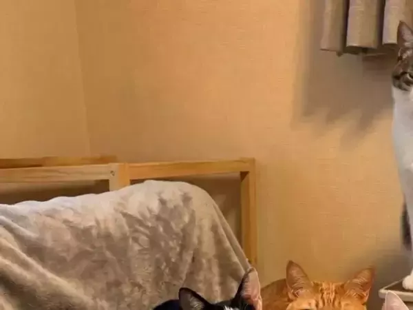 「AI画像かと思った…！」　飼い主が目撃した6匹の猫の密談、漂う異様な緊迫感が？