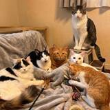 「「AI画像かと思った…！」　飼い主が目撃した6匹の猫の密談、漂う異様な緊迫感が？」の画像2