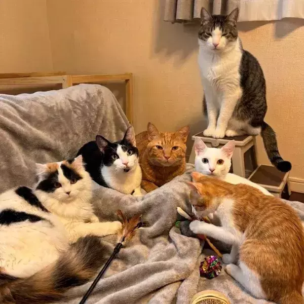 「「AI画像かと思った…！」　飼い主が目撃した6匹の猫の密談、漂う異様な緊迫感が？」の画像