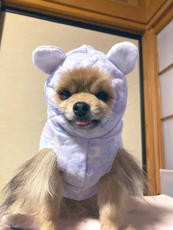 「『ミシン初心者』の飼い主　でき上がったペット服に「じわじわくる」「笑いました」」の画像