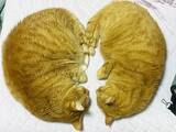 「「それにしか見えん」「ごめん、私もそう思った」　『ハートに見える猫』を友人に見せたら、まさかの一言」の画像1