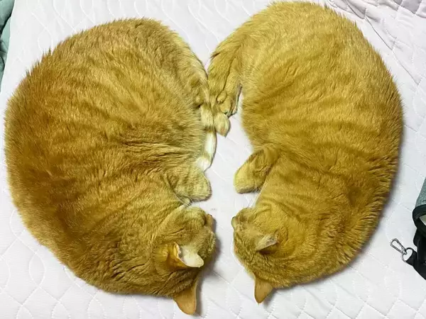 「それにしか見えん」「ごめん、私もそう思った」　『ハートに見える猫』を友人に見せたら、まさかの一言