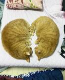「「それにしか見えん」「ごめん、私もそう思った」　『ハートに見える猫』を友人に見せたら、まさかの一言」の画像2