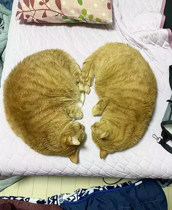 「「それにしか見えん」「ごめん、私もそう思った」　『ハートに見える猫』を友人に見せたら、まさかの一言」の画像