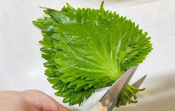冷蔵庫でしなしなの大葉が「シャキッ」と大復活！　10分で蘇る『元調理師の裏ワザ』