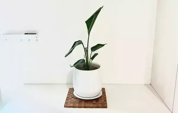 「家具の置き方でこんなに変わる！　狭い部屋を広く見せるコツ【整理のプロ監修】」の画像