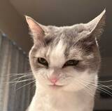 「待ちに待ったご飯を前に…　『悪い顔』になってしまった猫に「笑った」「悪代官の顔だ」」の画像2