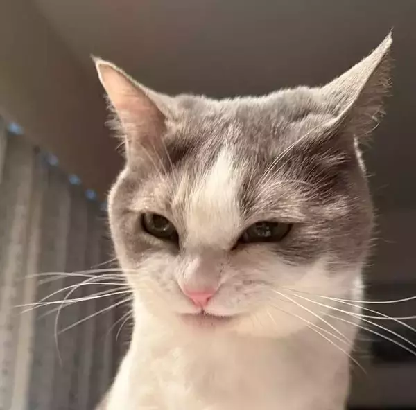 「待ちに待ったご飯を前に…　『悪い顔』になってしまった猫に「笑った」「悪代官の顔だ」」の画像