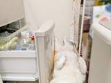 「飼い主に構われたいコーギー　冷蔵庫の前で寝そべってみたけど…「笑った」「いつもと違う展開」」の画像1