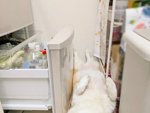 飼い主に構われたいコーギー　冷蔵庫の前で寝そべってみたけど…「笑った」「いつもと違う展開」