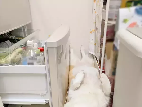 飼い主に構われたいコーギー　冷蔵庫の前で寝そべってみたけど…「笑った」「いつもと違う展開」