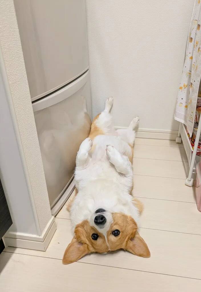 飼い主に構われたいコーギー　冷蔵庫の前で寝そべってみたけど…「笑った」「いつもと違う展開」