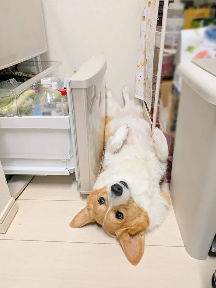 飼い主に構われたいコーギー　冷蔵庫の前で寝そべってみたけど…「笑った」「いつもと違う展開」