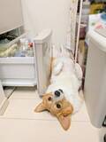 「飼い主に構われたいコーギー　冷蔵庫の前で寝そべってみたけど…「笑った」「いつもと違う展開」」の画像3