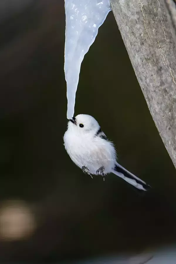 「『樹液のつらら』に寄ってきたのは…　北海道の１枚に「すごい瞬間」「妖精みたい」」の画像