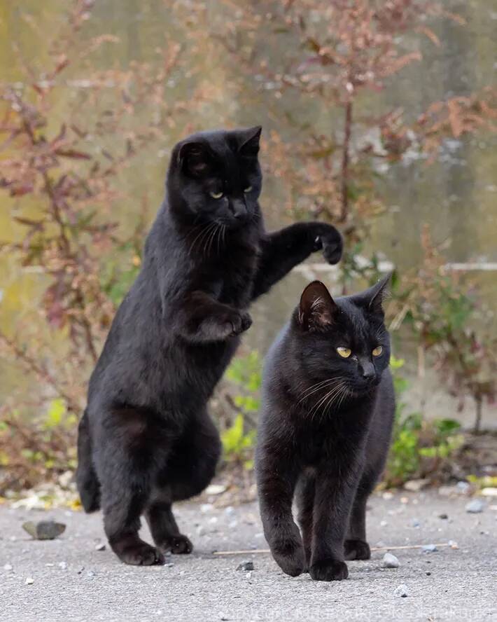 「志村、後ろ―！」　思わず叫びたくなる、黒猫コンビの様子が…【写真家の1枚】