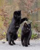 「「志村、後ろ―！」　思わず叫びたくなる、黒猫コンビの様子が…【写真家の1枚】」の画像2