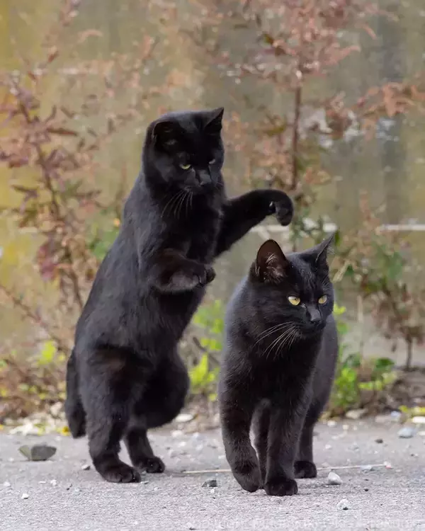 「「志村、後ろ―！」　思わず叫びたくなる、黒猫コンビの様子が…【写真家の1枚】」の画像