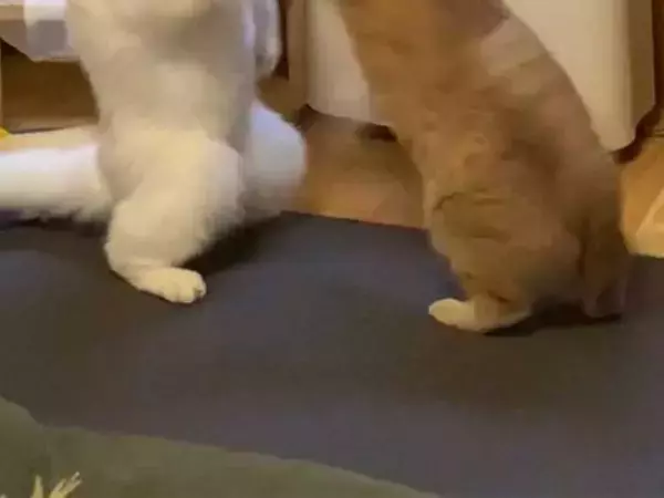 飼い主が撮影した、まさかの瞬間　「もはや猫ではない」「ゴジラみたい！」