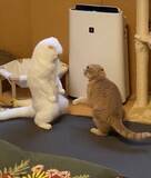 「飼い主が撮影した、まさかの瞬間　「もはや猫ではない」「ゴジラみたい！」」の画像2