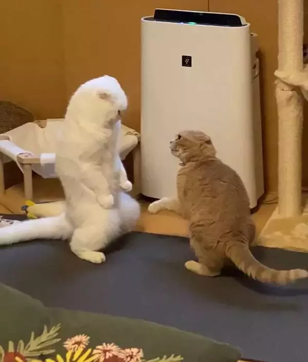 「飼い主が撮影した、まさかの瞬間　「もはや猫ではない」「ゴジラみたい！」」の画像