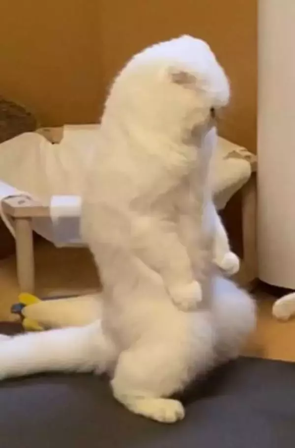 「飼い主が撮影した、まさかの瞬間　「もはや猫ではない」「ゴジラみたい！」」の画像