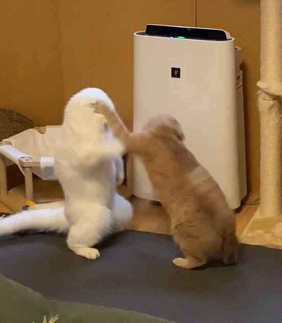 飼い主が撮影した、まさかの瞬間　「もはや猫ではない」「ゴジラみたい！」