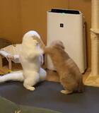 「飼い主が撮影した、まさかの瞬間　「もはや猫ではない」「ゴジラみたい！」」の画像4