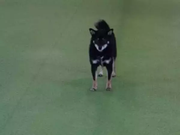 「初めて行ったドッグランで戸惑ってしまい…　柴犬の姿に１２万人が爆笑」の画像