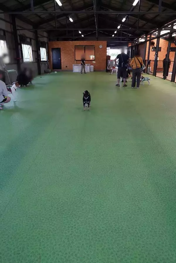 「初めて行ったドッグランで戸惑ってしまい…　柴犬の姿に１２万人が爆笑」の画像