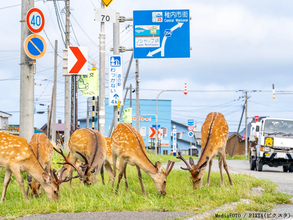 ほかの地域では見られない？　北海道にあるレアな『動物注意』の標識、もっとも数が多いのは…