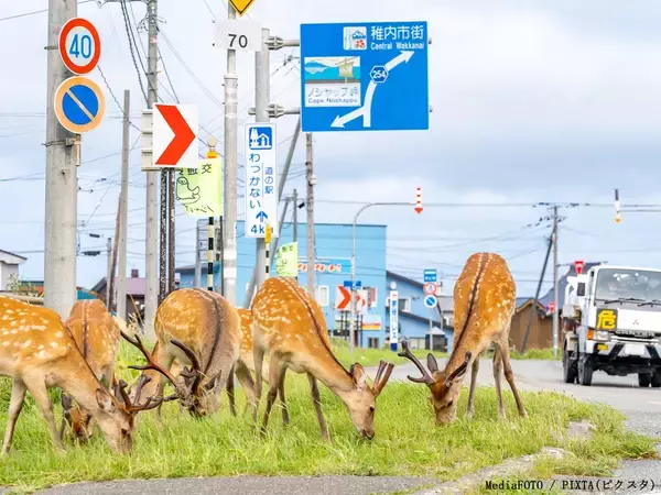ほかの地域では見られない？　北海道にあるレアな『動物注意』の標識、もっとも数が多いのは…