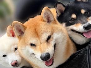 3匹の柴犬がカートに乗った結果？　奇跡の1枚に「天国への門番？」「可愛すぎて溶けそう」