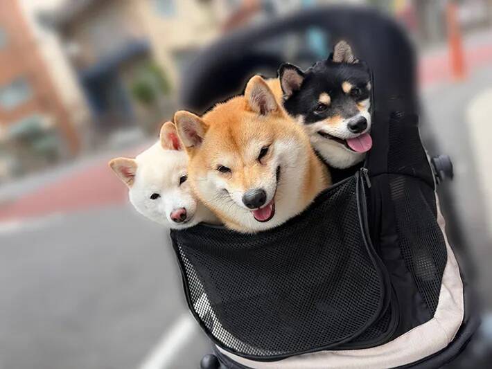 3匹の柴犬がカートに乗った結果？　奇跡の1枚に「天国への門番？」「可愛すぎて溶けそう」