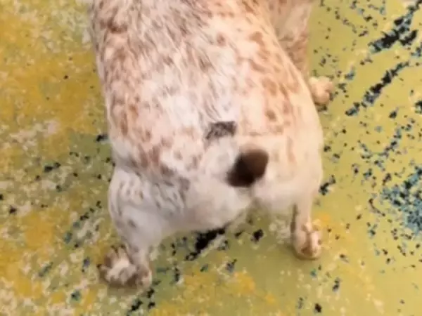 「私よりうまい」　飼い主の男性を照れさせた犬の『行動』がコチラ！