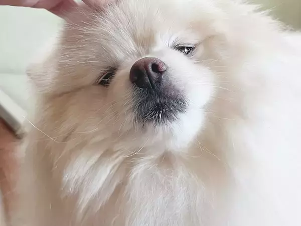 【ひと言】獣医師にダイエットを応援されたポメ、体重が増えてしまい…？　「先生のお墨付きというやつですね」