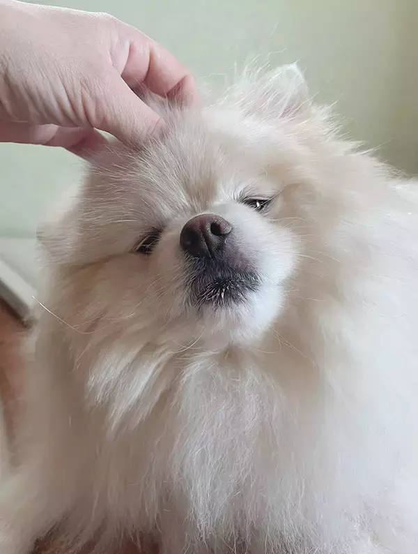 「【ひと言】獣医師にダイエットを応援されたポメ、体重が増えてしまい…？　「先生のお墨付きというやつですね」」の画像