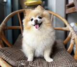 「「か、かわいすぎる…」　愛犬が100均の冬服を着たら『ご隠居様』に大変身」の画像3