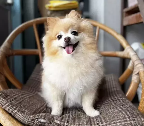 「「か、かわいすぎる…」　愛犬が100均の冬服を着たら『ご隠居様』に大変身」の画像