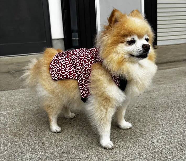 「か、かわいすぎる…」　愛犬が100均の冬服を着たら『ご隠居様』に大変身