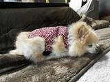 「「か、かわいすぎる…」　愛犬が100均の冬服を着たら『ご隠居様』に大変身」の画像5