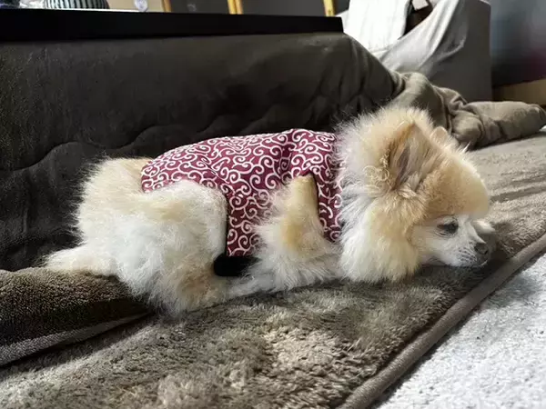 「「か、かわいすぎる…」　愛犬が100均の冬服を着たら『ご隠居様』に大変身」の画像